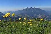 17 Botton d'oro (Trollius europaeus) con vista in Alben